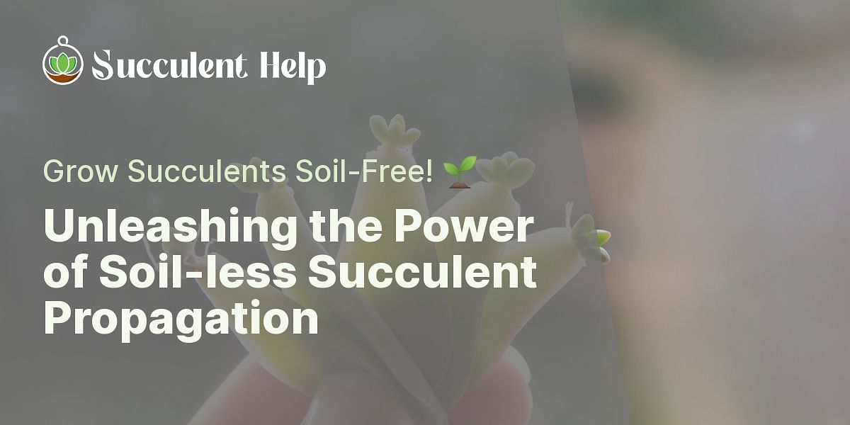 Can succulents propagate without soil?