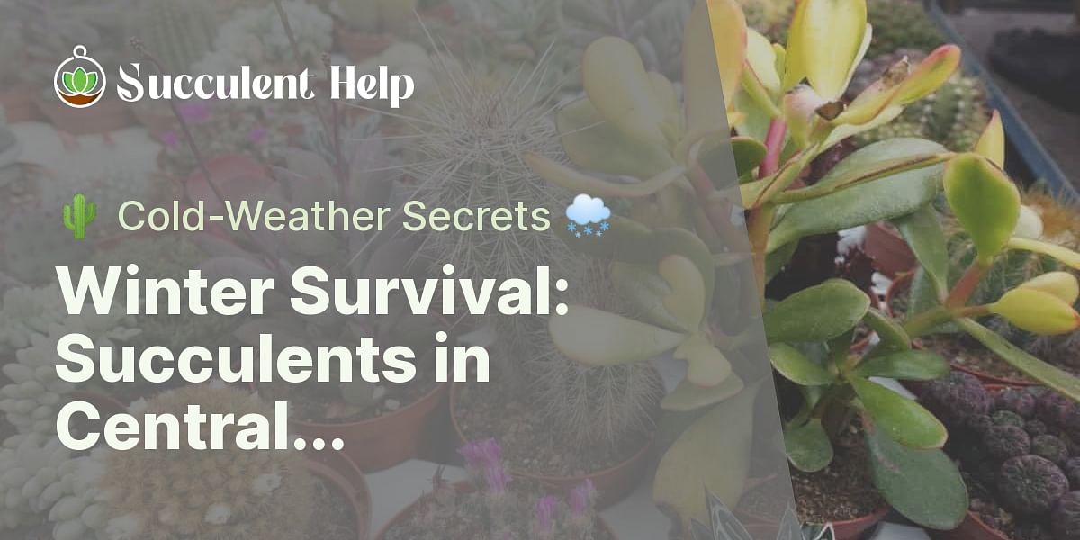 Can succulents survive outside during winter in Central?