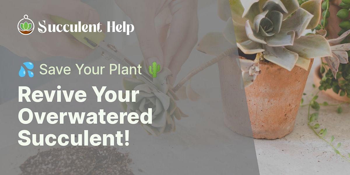 How can I save my overwatered succulent plant?