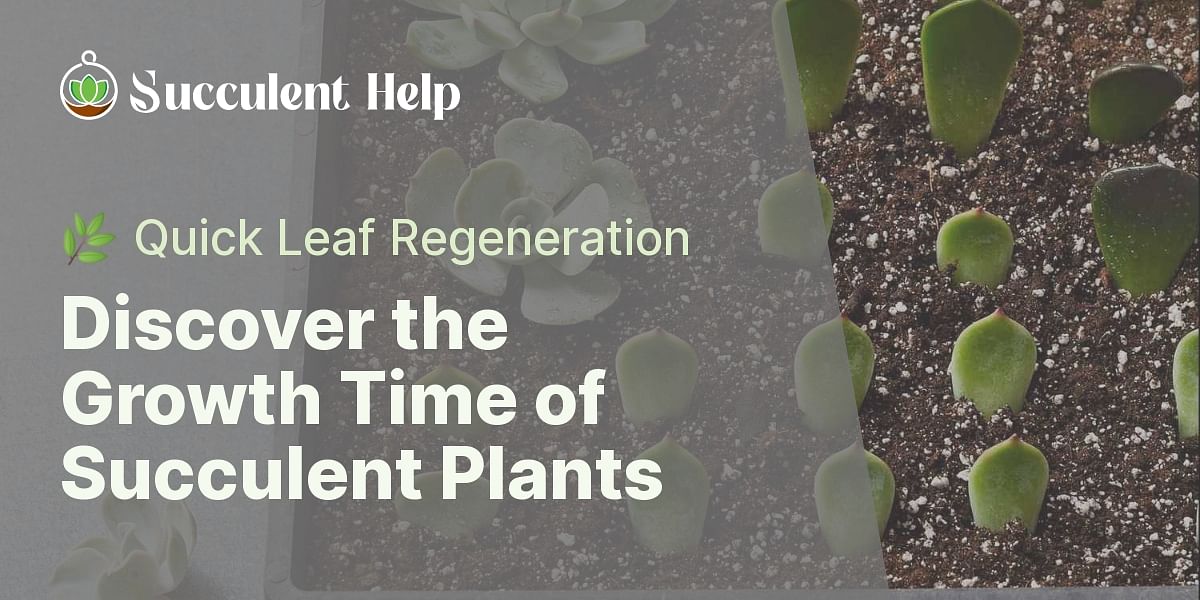 How long does it take for a succulent plant to grow new leaves?