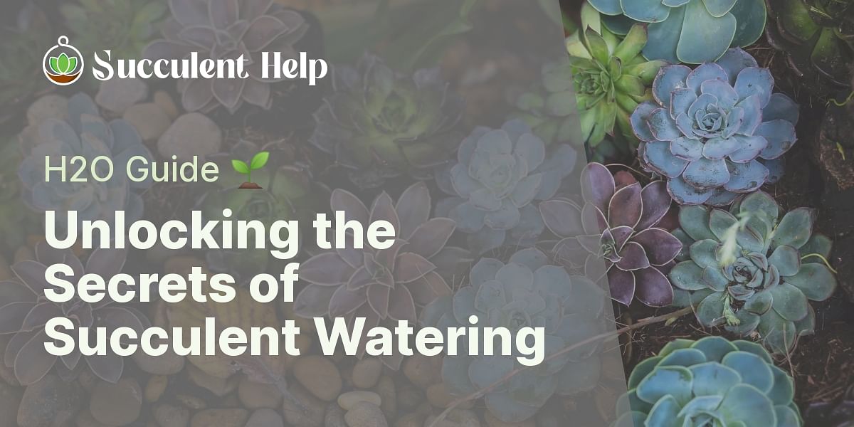How much water do succulent plants need?