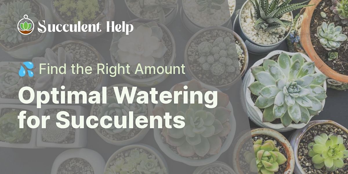 How Much Water Do Succulents Need Per Week C5a7d7d195651216 ?w=1200&h=600&crop=1