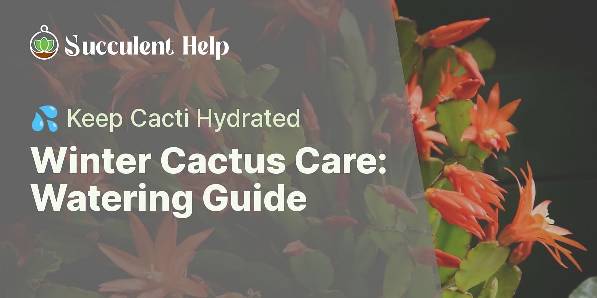 How often should you water cacti during winter?