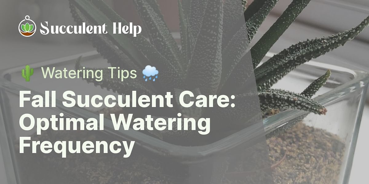 How often should you water succulents in the fall?