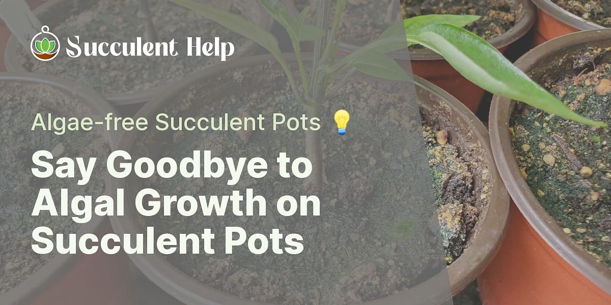 How to get rid of algal growth on succulent pots?