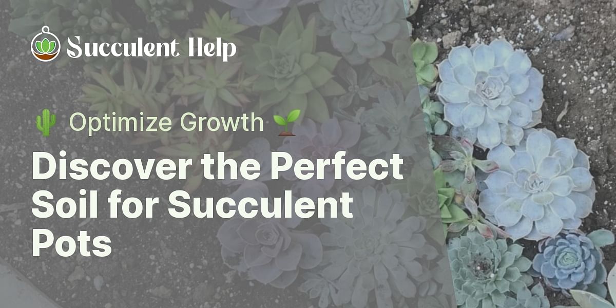 What is the best soil to use for succulents in a pot?