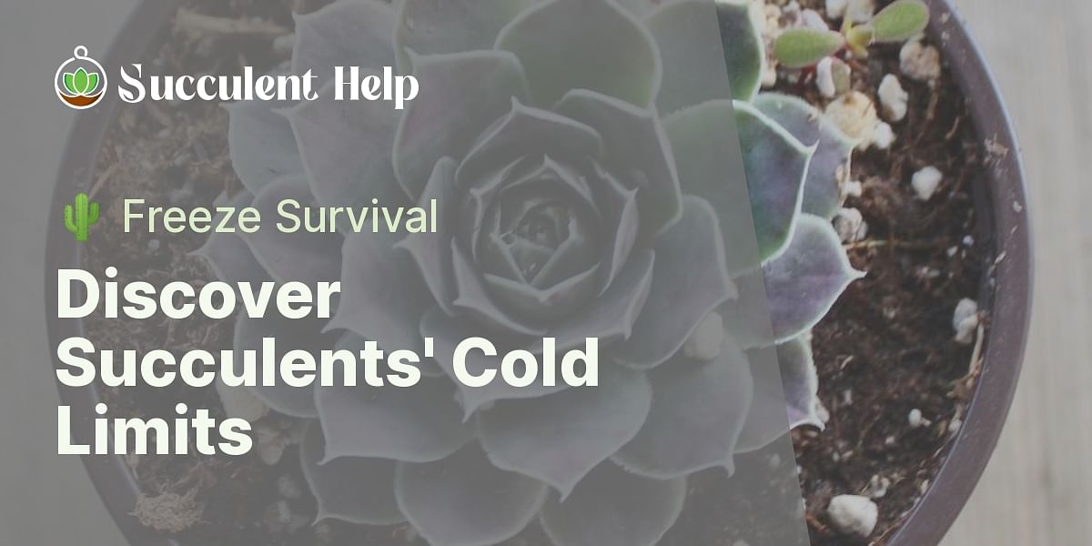 What is the lowest temperature that succulents can survive?