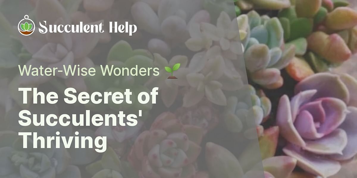 Why can succulent plants grow without much water?