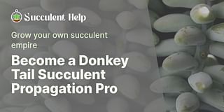 Ultimate Succulent Care Guides Succulent Help