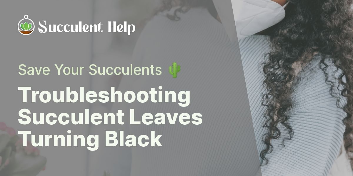Why Are My Succulent Leaves Turning Black? Succulent Help