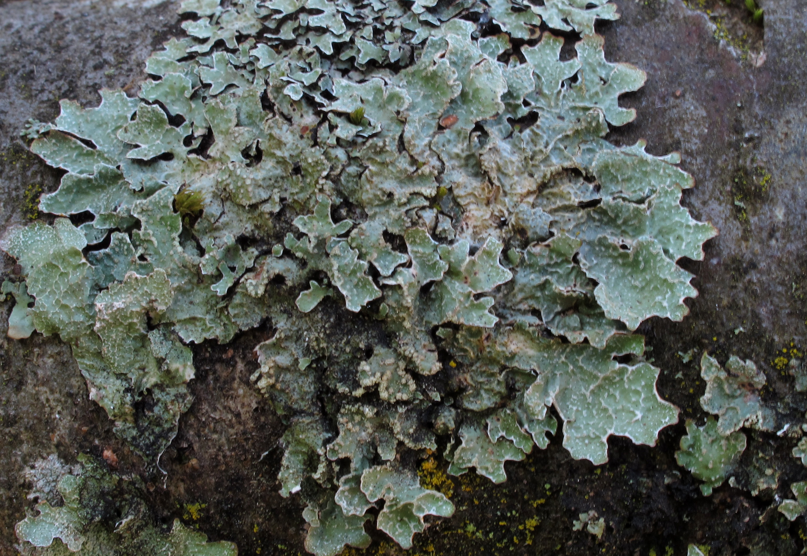 Close-up of a succulent plant with green algae infestation
