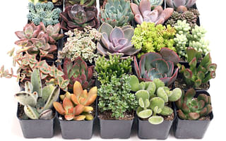 Can I plant different types of succulents together in one pot?