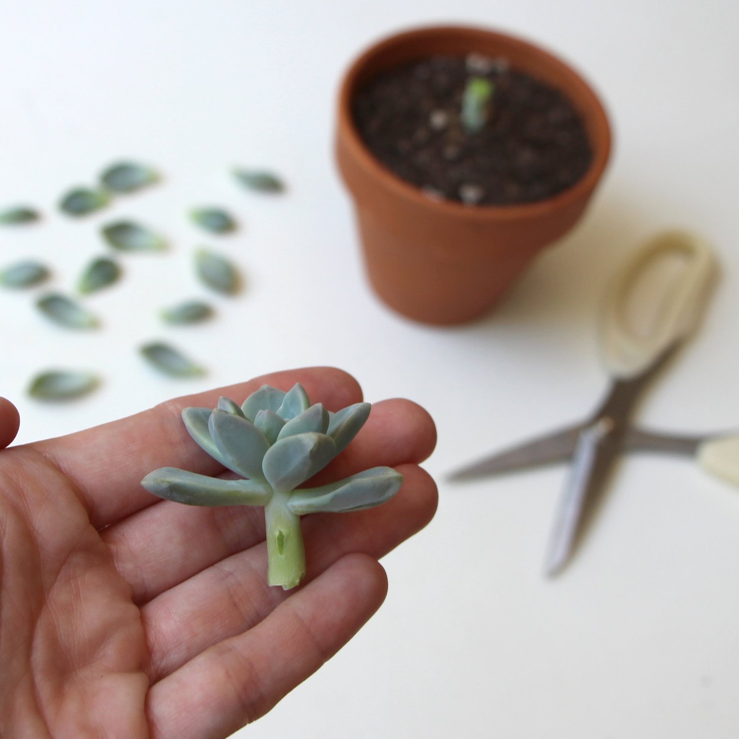 Before and after image of a cut succulent stem showing new growth