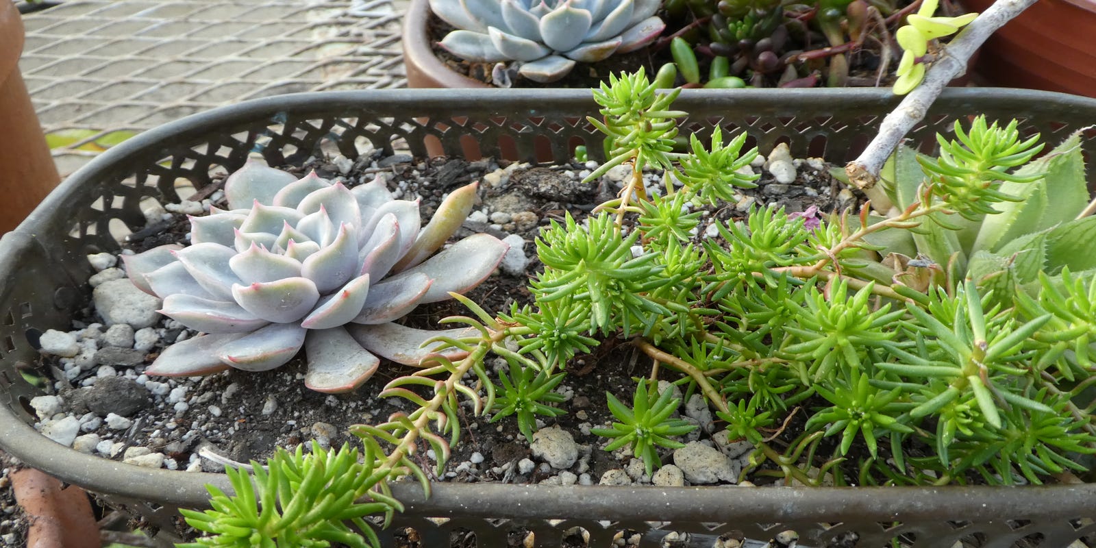 Succulent plant before and after cutting showing new growth