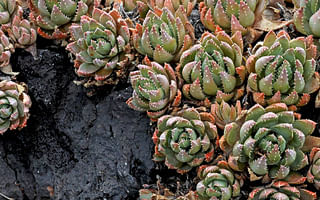 How long can succulents survive without water?