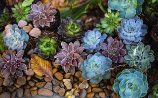 How much water do succulent plants need?