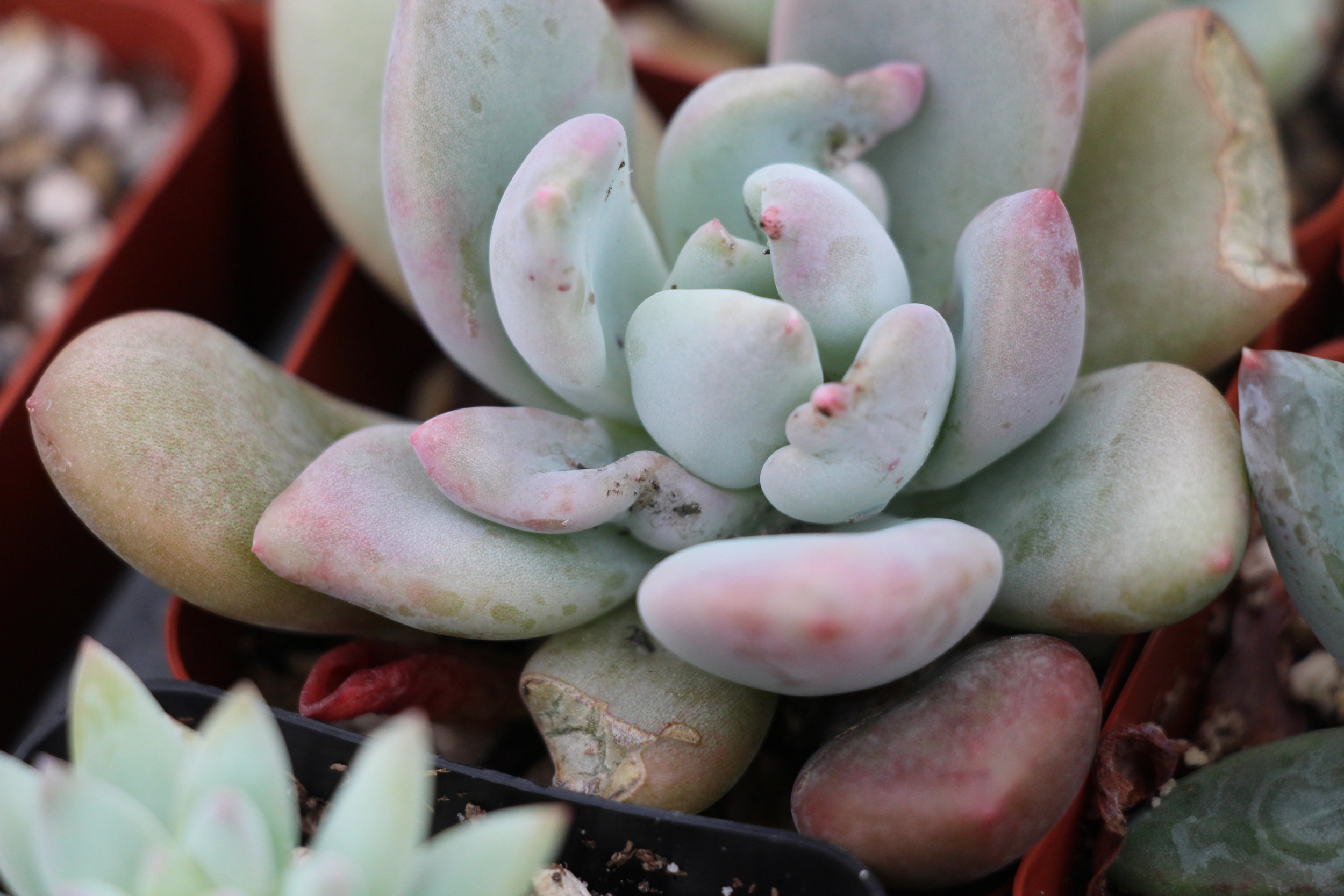 Close-up view of a succulent plant infested with mealybugs