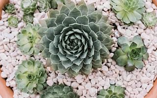 What are the different types of succulents?