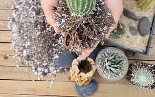 What is the best soil for succulents?