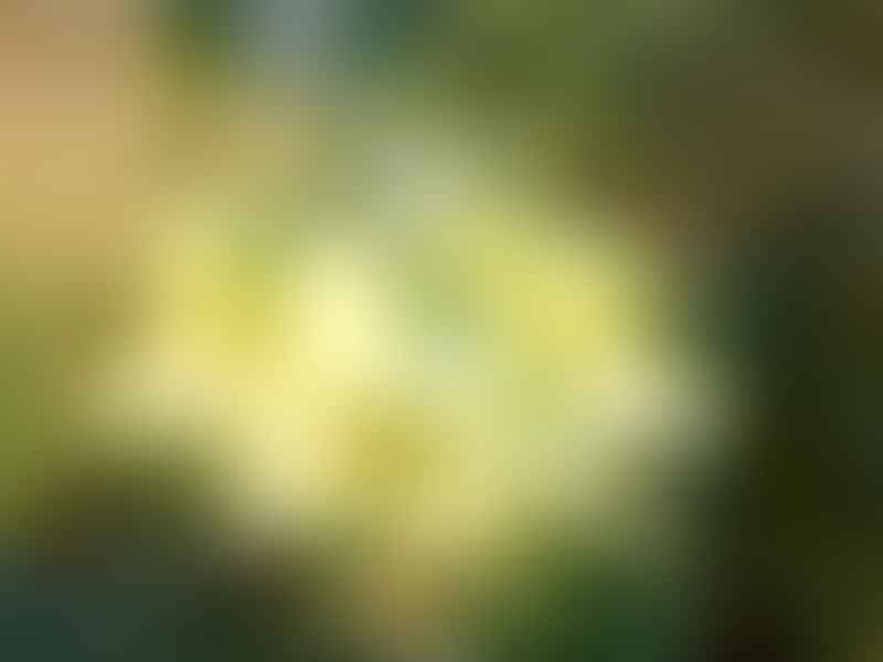 Adenia Lobata | Adenia | Passifloraceae