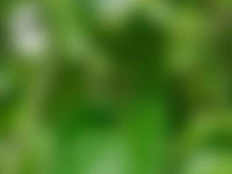 Adenia Lobata | Adenia | Passifloraceae