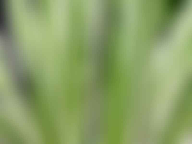 Agave Filifera | Agave | Agavaceae