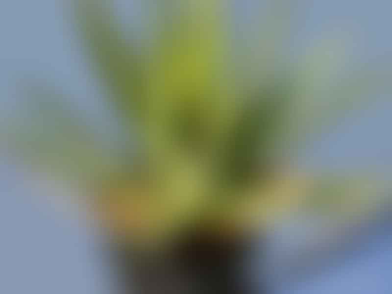 Agave Funkiana | Agave | Agavaceae