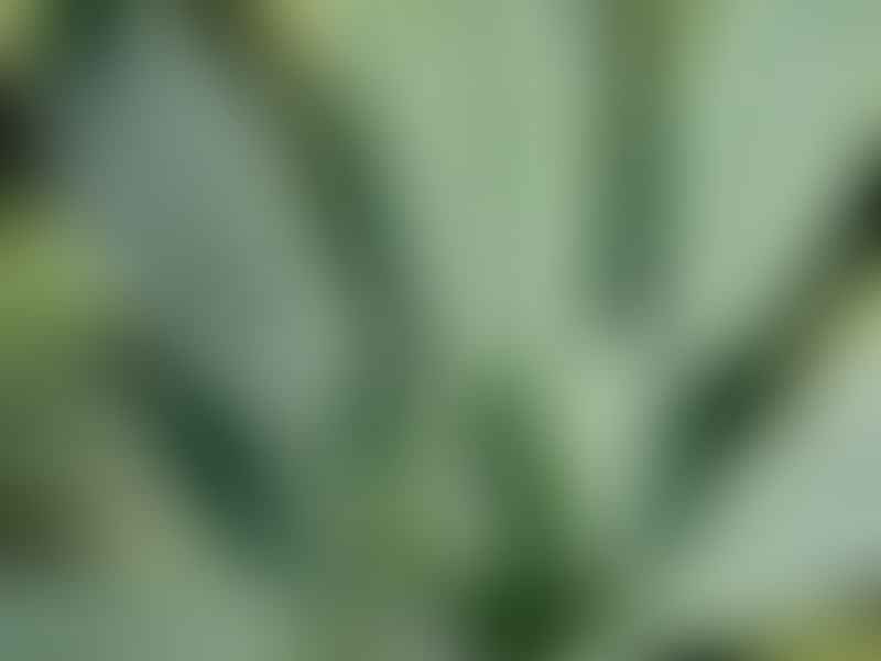 Agave Mitis | Agave | Agavaceae
