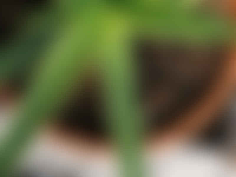 Agave Nizandensis | Agave | Agavaceae