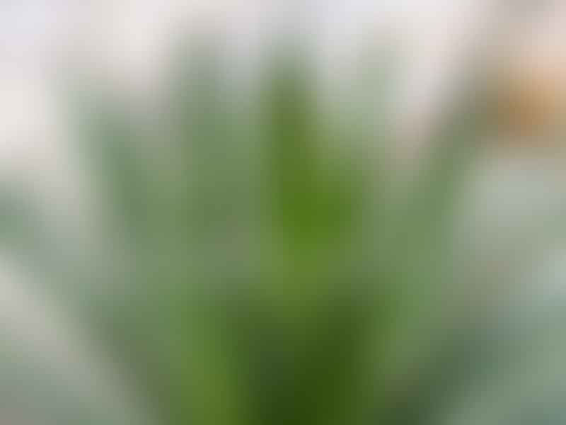 Agave Ocahui | Agave | Agavaceae