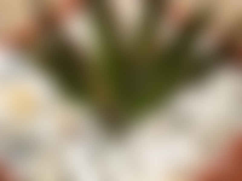 Agave Pelona | Agave | Agavaceae