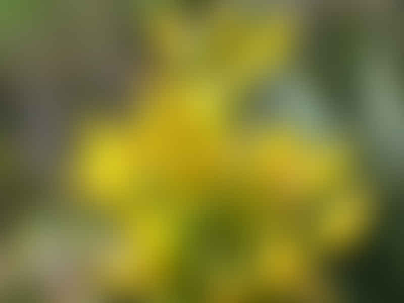Agave Schottii Flower | Agave | Agavaceae