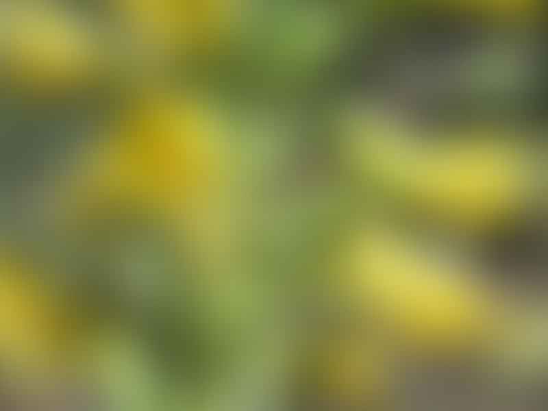 Agave Schottii Flower | Agave | Agavaceae
