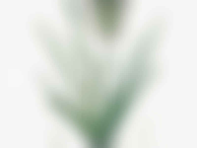 Agave Spicata | Agave | Agavaceae