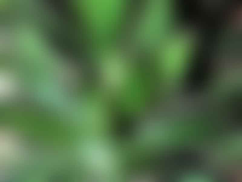 Agave Spicata | Agave | Agavaceae