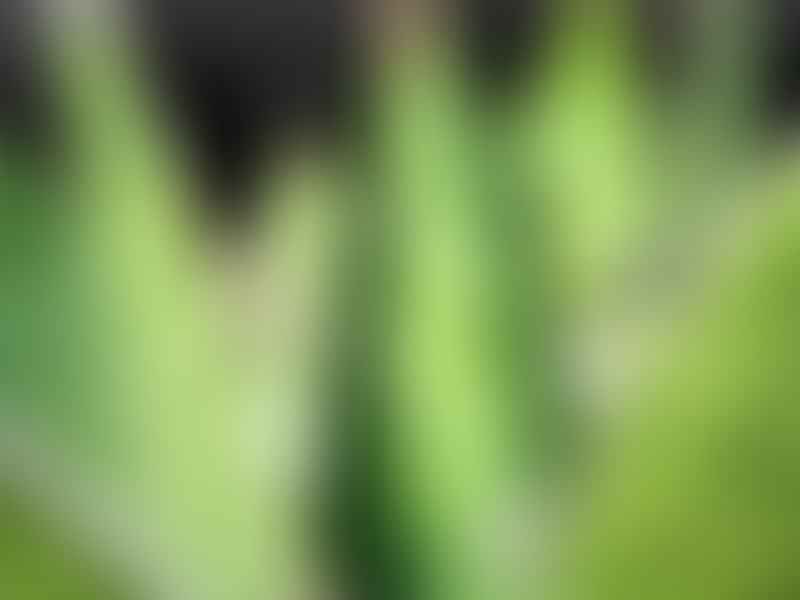 Agave Titanota | Agave | Agavaceae
