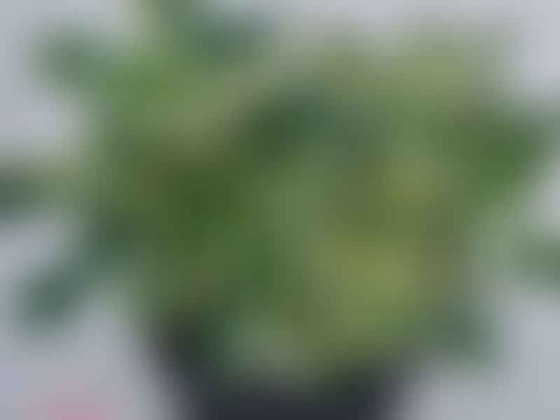 Aichryson Aizoides 'variegatum' | Aichryson | Crassulaceae