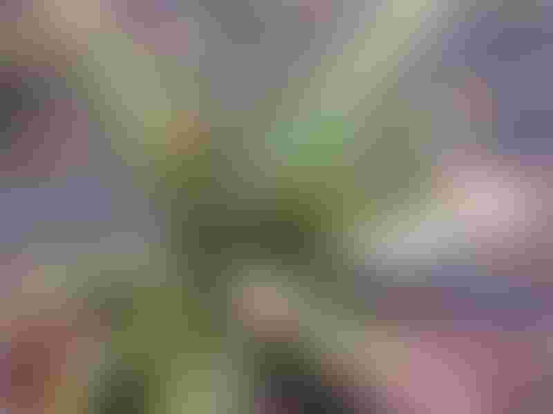 Aloe Affinis Aloe Aloaceae