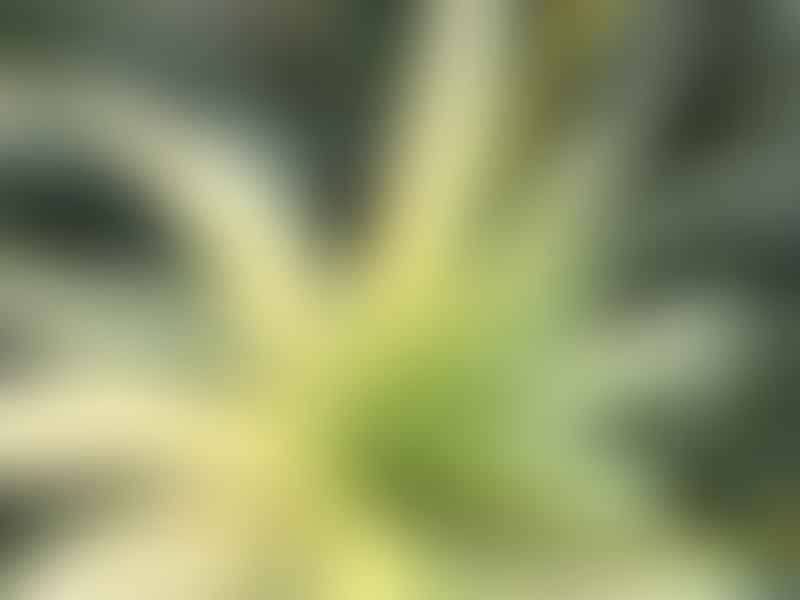 Aloe Arborescens Variegata | Aloe | Aloaceae