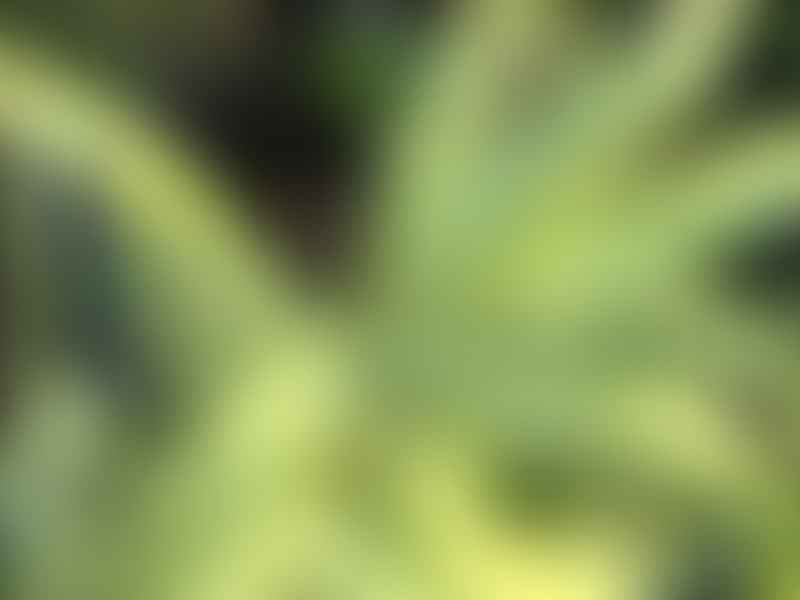 Aloe Arborescens Variegata | Aloe | Aloaceae