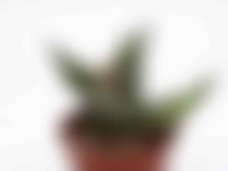 Aloe Arenicola | Aloe | Aloaceae