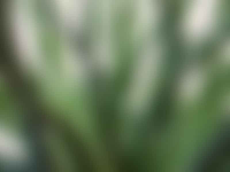 Aloe Bellatula | Aloe | Aloaceae