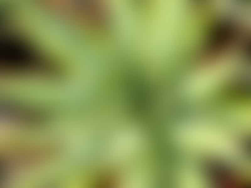 Aloe Falcata | Aloe | Aloaceae