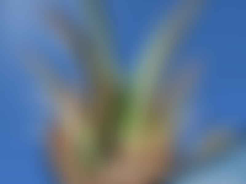 Aloe Leptosyphon Syn. Aloe Greenwayi | Aloe | Aloaceae