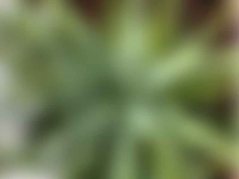 Aloe X Spinosissima | Aloe | Aloaceae