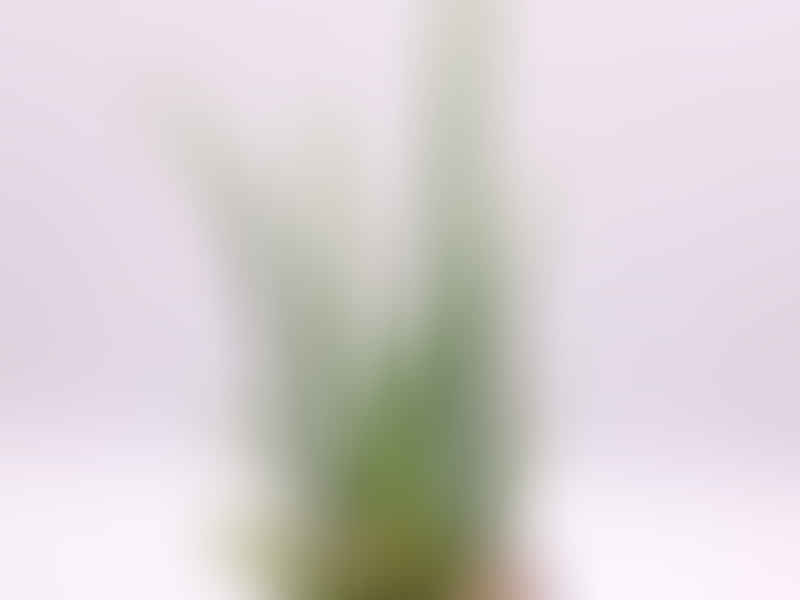 Aloe Yemenica | Aloe | Aloaceae