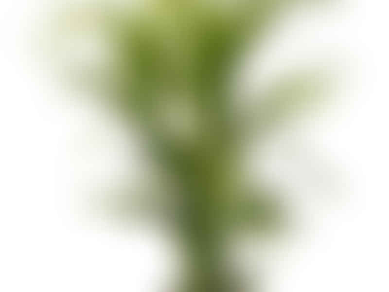 Areca | Arecaceae