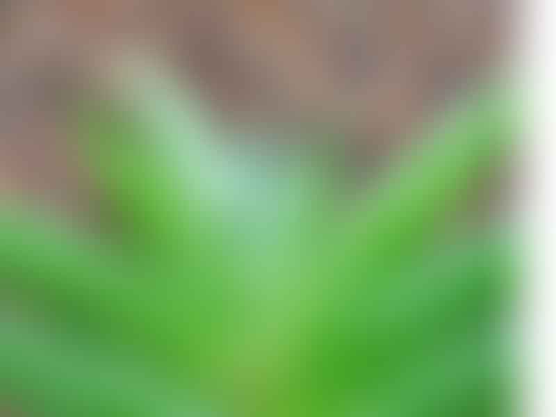 Astroloba Foliosa | Astroloba | Aloaceae