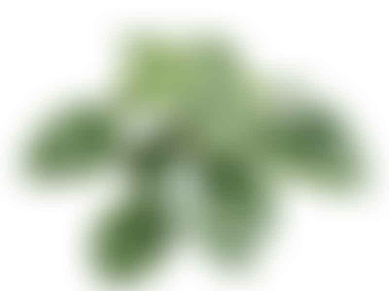 Begonia Sandersii | Begoniaceae
