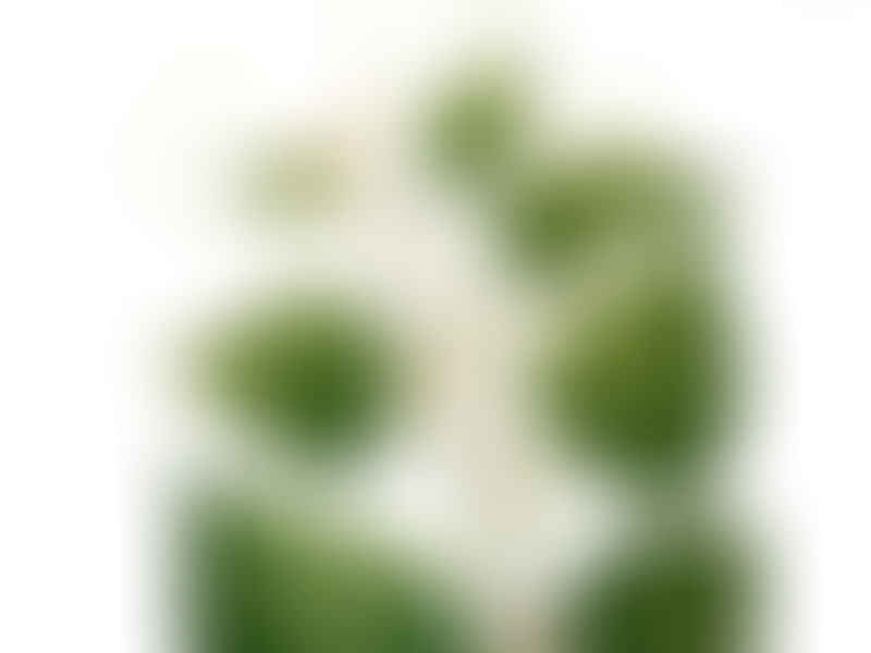 Cissus Rondoensis | Vitaceae